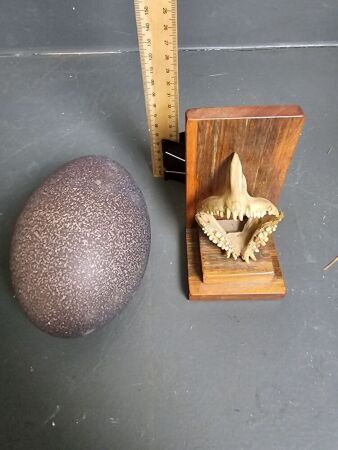 Blown Emu Egg & Mounted Mangrove Jack Jaw