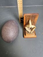 Blown Emu Egg & Mounted Mangrove Jack Jaw