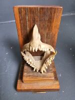 Blown Emu Egg & Mounted Mangrove Jack Jaw - 2