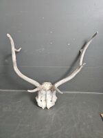 Deer Antlers