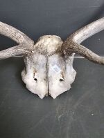 Deer Antlers - 2