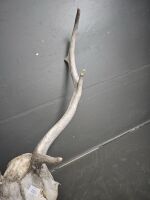 Deer Antlers - 3