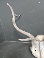 Deer Antlers - 4