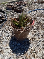 Metal Bucket with Succulent