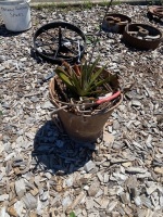 Metal Bucket with Succulent - 2