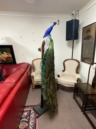 Taxidermy Peacock on Stand