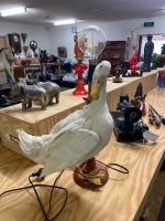 Taxidermy Life Size Goose with Light