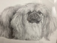 Pekinese Fine Art Print by M J Sibley - 2