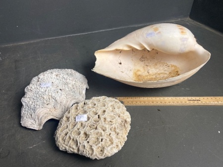 Two Sea Shells and Coral