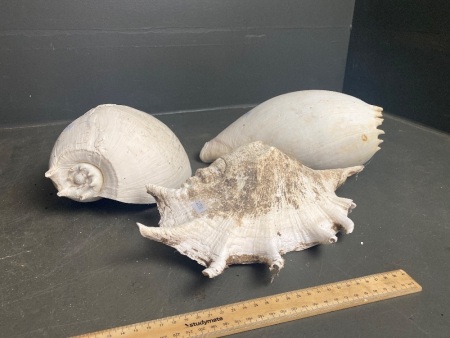 Three Decorative Sea Shells