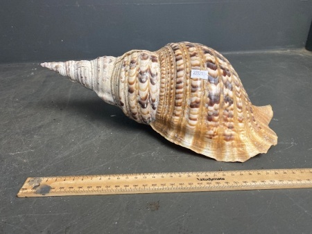 Large Charonia Tritonis Shell