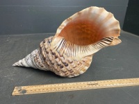 Large Charonia Tritonis Shell - 2