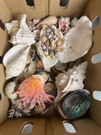 Box of Assorted Shells