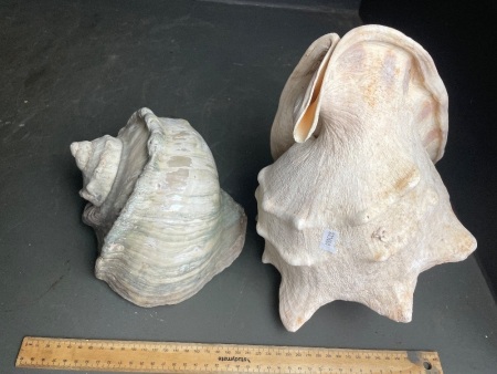 2 x large shells app 280mm longest