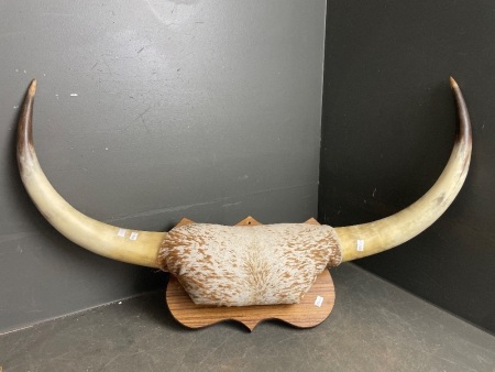 Vintage Mounted Cow Horns