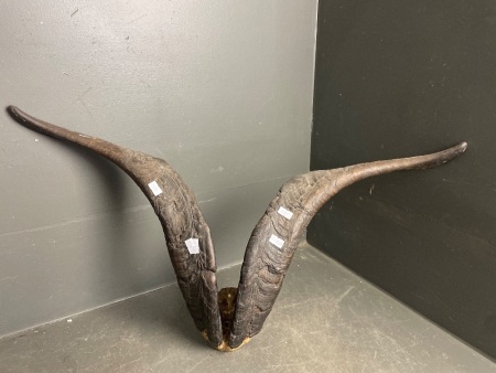 Pair Unmounted Goat Horns