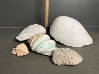 Selection of 5 Shells