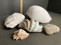 Selection of 5 Shells - 2