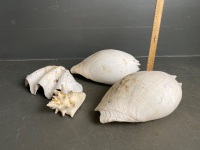 Selection of 4 Shells