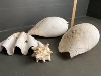 Selection of 4 Shells - 2