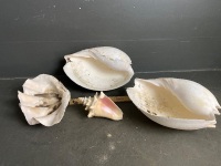 Selection of 4 Shells - 3