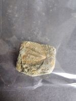 Collection of 350 Million year old TRILOBITE Fossils from China - 3