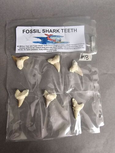 Six huge 40 million year old fossil shark teeth fossils from Morocco