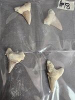 Six huge 40 million year old fossil shark teeth fossils from Morocco - 2