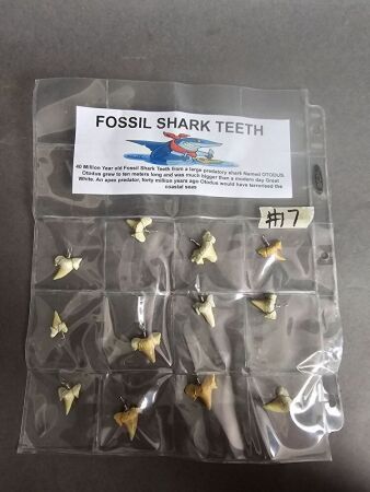 Dozen wire wrapped 40 million year old fossil shark teeth pendants from Morocco