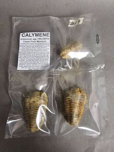 Collection of 450 million year old Ordovician age TRILOBITE Fossils from Morocco. Species is CALYMENE