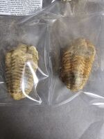 Collection of 450 million year old Ordovician age TRILOBITE Fossils from Morocco. Species is CALYMENE - 2