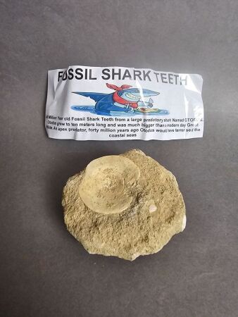 40 million year old Fossil SHARK VERTEBRAE From Morocco still embedded in 40 million yearold fossil filled sediments