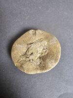 150 Million year old Jurassic age PYGURUS MARMONTI Fossil Sand Dollar From Madagascar - 2