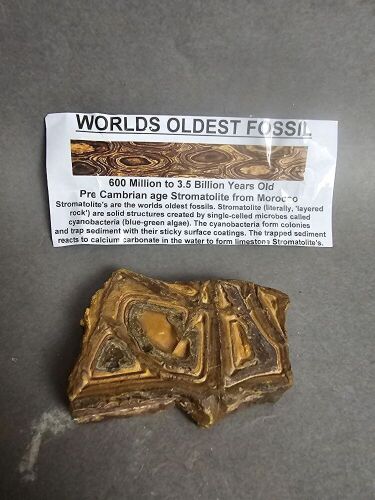 600 Million to 3 Billion year old STROMATOLITE Fossil From Morocco - the worlds oldest Fossil