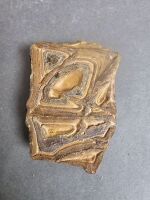 600 Million to 3 Billion year old STROMATOLITE Fossil From Morocco - the worlds oldest Fossil - 2