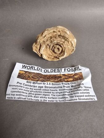 600 Million to 3 Billion year old STROMATOLITE Fossil From Morocco - the worlds oldest Fossil