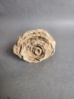 600 Million to 3 Billion year old STROMATOLITE Fossil From Morocco - the worlds oldest Fossil - 2