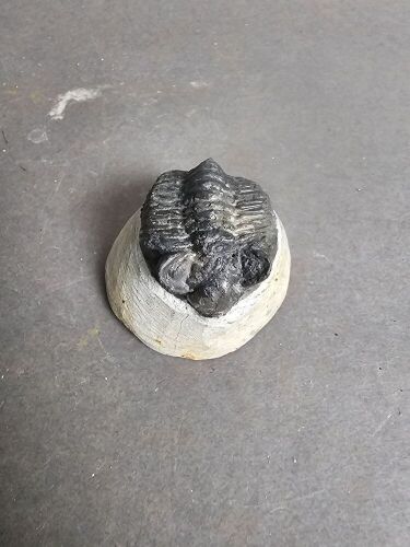 400 Million year old TRILOBITE Fossil from Morocco