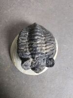 400 Million year old TRILOBITE Fossil from Morocco - 2