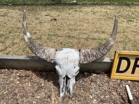 Large Buffalo Skull from NT