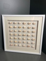 Framed Shell Display