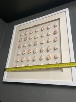 Framed Shell Display - 2