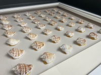 Framed Shell Display - 3