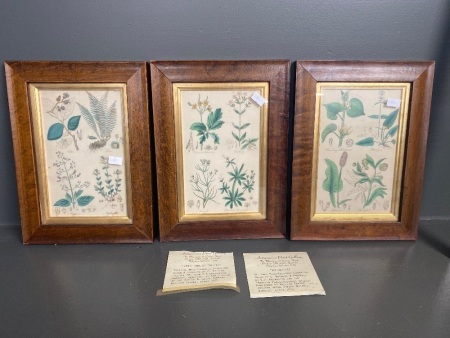 3 Framed Botanical Prints