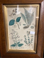 3 Framed Botanical Prints - 2