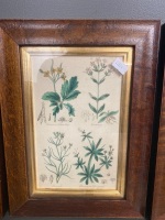 3 Framed Botanical Prints - 3