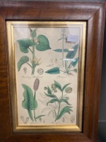 3 Framed Botanical Prints - 4