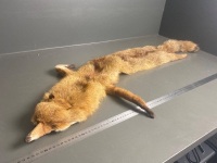 Tanned Fox Pelt (lined) - 3