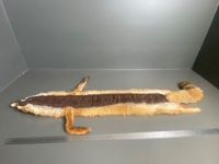 Tanned Fox Pelt (lined) - 4