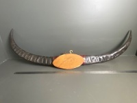 Large Set of Mounted Water Buffalo Horns - 2